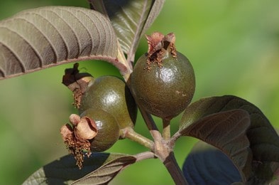 Red Malaysian Guava - sexual benefits of guava leaves