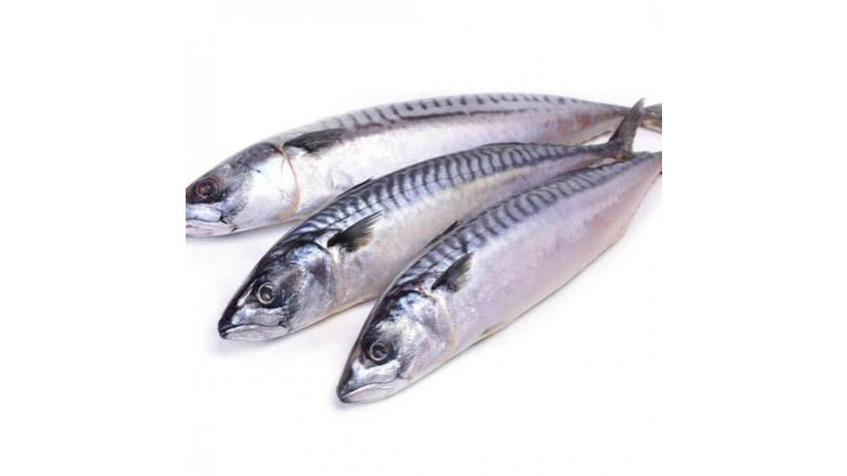 Titus Fish (Scumbia Fish): Recipes, Nutritional Facts and Benefits